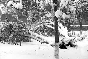 河北：正定隆兴寺300多株古树被雪压坏