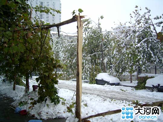 郑州雪夜惊雷多处大树疑遭雷劈开 专家反应谨慎