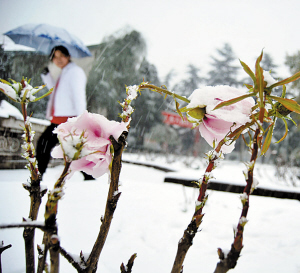 图文：奇！洛阳一株牡丹傲雪盛开