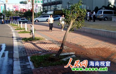 海口海德路香樟树死后未种 居民质疑园林局