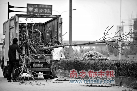 广州：冬旱偏种绿化树 160株枯死近十万元打水漂