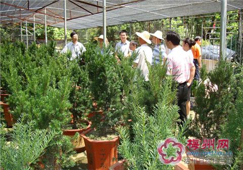 广东：蕉岭县名贵树木基地种植红豆杉助民奔富路