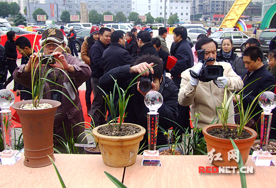 金奖兰花受到兰花爱好者关注