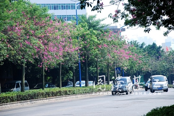 湛江：迎风怒放着鲜花的美人树扮靓港城