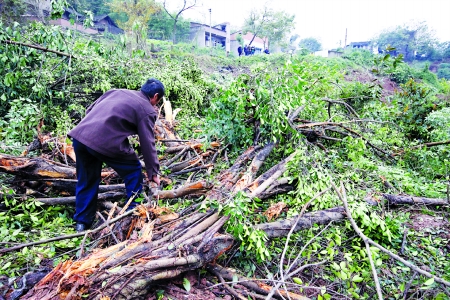 昨日，南岸广阳镇垭口村，种植园内的苗木已被成片压倒