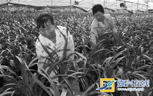 嘉兴：冬天提前雨绵绵 高了花价涨了菜价