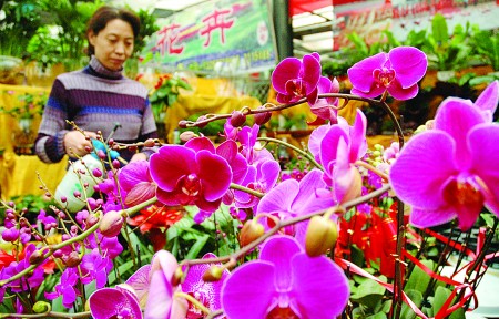 蝴蝶兰上市畅销 冬季家居装饰的宠儿