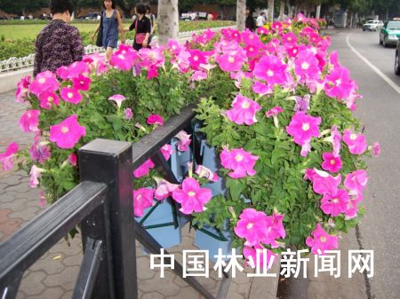 广州力求打造如花亚运会 亚运花卉由市民选定