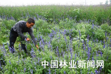 成都：名贵香草飘香两河城市森林公园