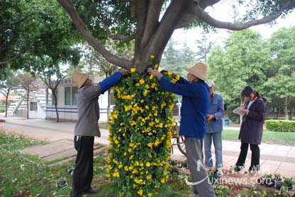 云南：行道树穿上由400多盆花构成“花裙子”