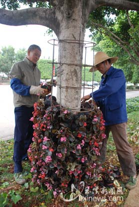 云南：行道树穿上由400多盆花构成“花裙子”