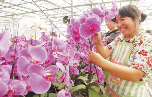 图文：天津市西青区张家窝镇大力发展设施化花卉生产