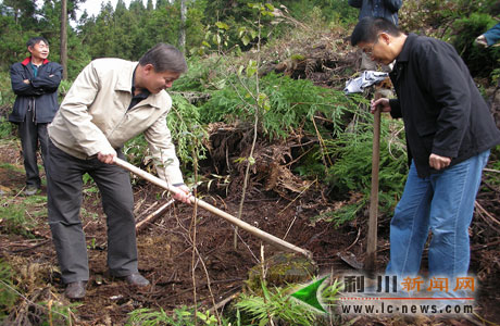 佛宝山迎来珍稀“贵客” 濒危植物珙桐落户山中