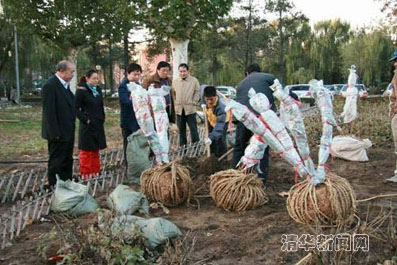 洛阳校友会向母校清华捐赠百年牡丹