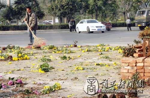 北京：扔了怪可惜——数万盆鲜花一会被人搬完