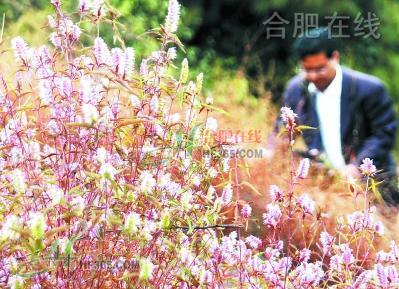 铜陵:满山的铜草花哪去了 有它的地方就有铜矿