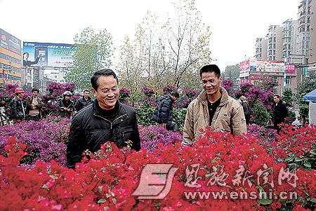 福建盆景花卉俏销州城第六届海峡两岸花博会