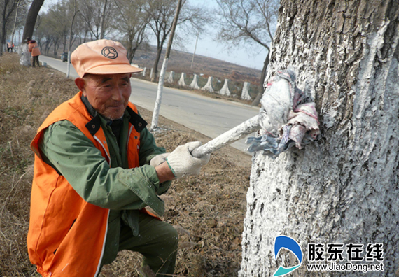 山东：莱山粉刷行道树 美化环境防止病虫害