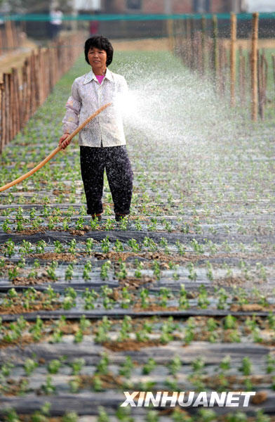 海南：定安花卉出口日韩 年产值达3万多元