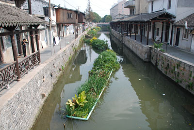 上海：“花草浮岛”水上漂 净化水质有奇效