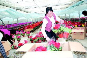 潍坊：随着圣诞节逐渐临近 花卉市场慢慢升温（图）