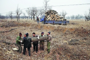 北京昌平2万30年树木遭砍伐 称开发保护难两全