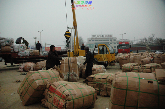 本地催花牡丹半数已进棚；南下和本地催花牡丹数量均比往年减少