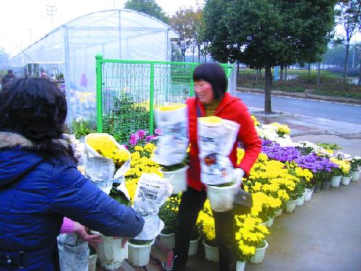 金华：冬至未到菊花俏 菊花的生意将会很火暴