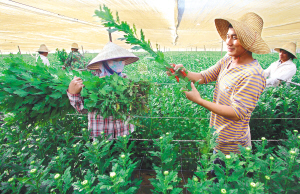 海南：东方小岭村合作社鲜花远销韩日市场