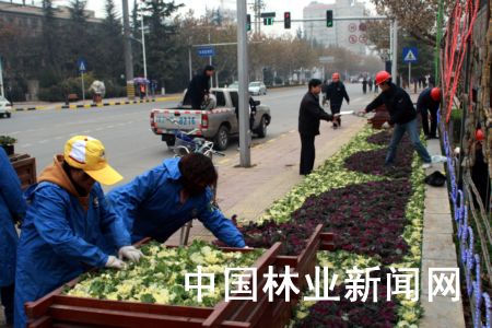 33万盆羽衣甘蓝美化咸阳（图）