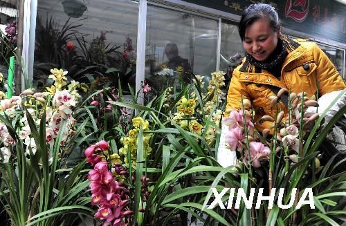 贵阳：新年临近 花卉市场鲜花走俏