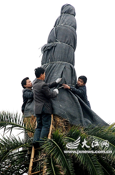 园林工人将海枣树的“外套”包扎好 