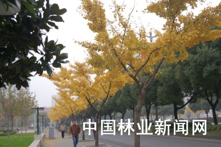 申城街头彩叶树景观迷人