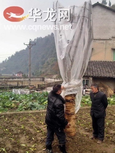 重庆：西部最大黄葛树种植基地落户打通镇