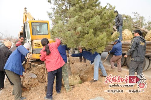 石家庄：学府路将变身省会第一“油松路”