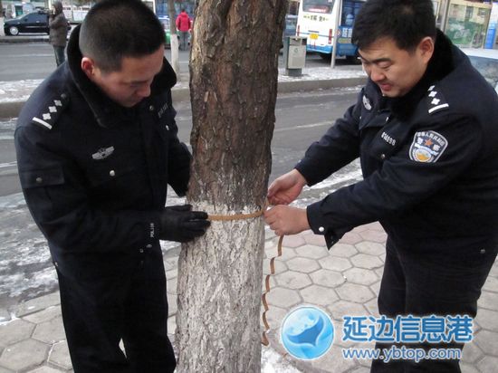 民警测量被锯行道树数据