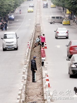 重庆：公路中间种大树 栽了一年就挖掉