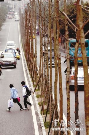 重庆：公路中间种大树 栽了一年就挖掉