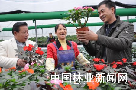 温室盆花走俏