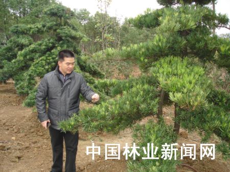 图为该县严田苗木基地工人正在给罗汉松做造型。