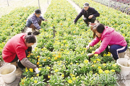 园林处准备六万多盆鲜花迎接新年的到来