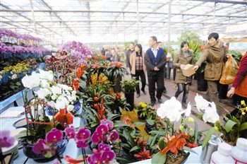 图文：两节临近 天津花市升温