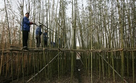 昨天，工人在野生动物园内“捆绑”种好的竹林，为的是让其更好地生长。