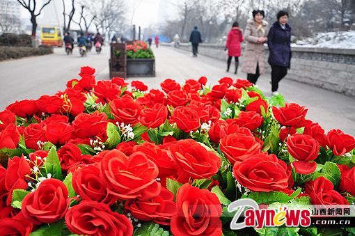 太原：冬日里“鲜花”别样红（图）