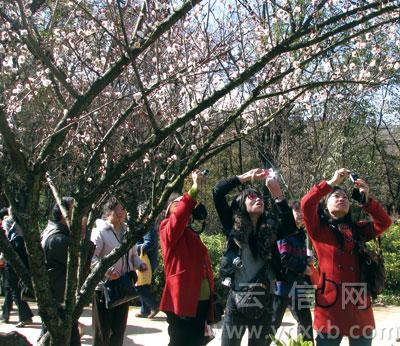 昆明：黑龙潭公园27日将开“迎春梅花展”