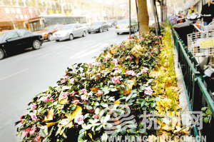 杭州：明冬茶梅会不会成为马路“花旦”？