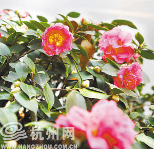 杭州：明冬茶梅会不会成为马路“花旦”？