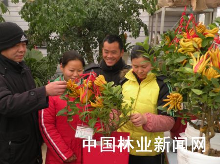 图为顾客正在选购金华佛手。
