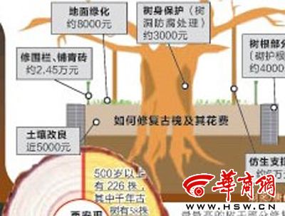 西安花费10万元保护2200岁古槐 修复要6道工序