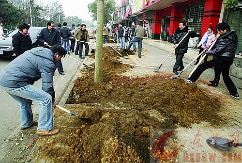 黄石大道绿化景观改造开工现场  